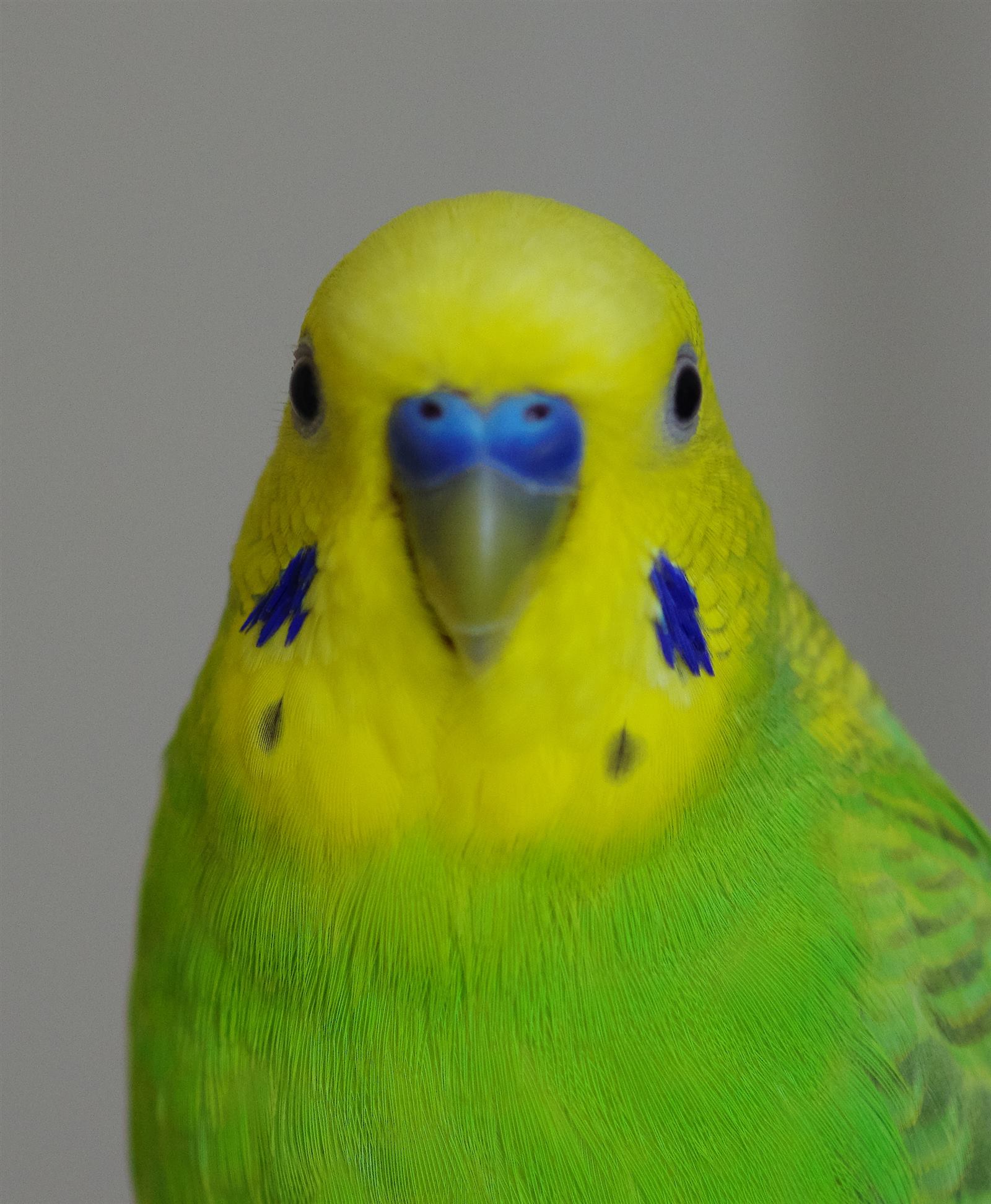 正面をじっと見つめるセキセイインコ