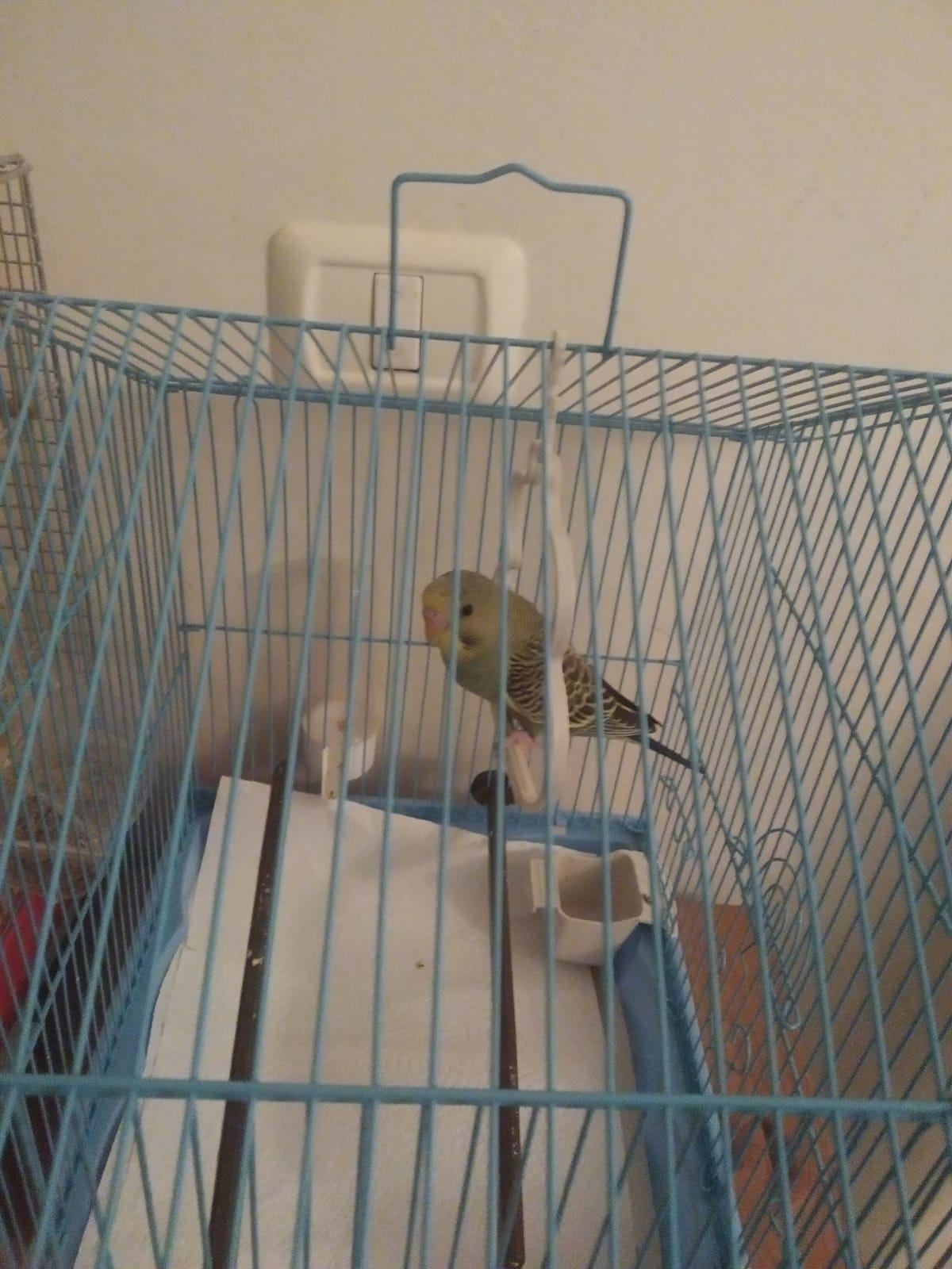 わさび